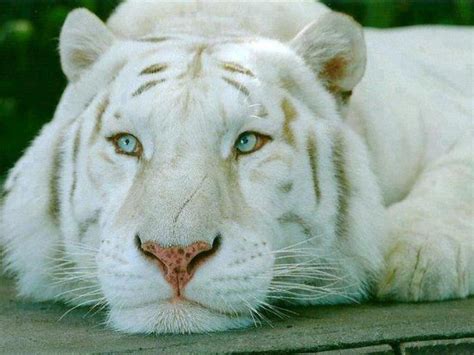 Beautiful White Tiger Wallpaper Wallpapersafari