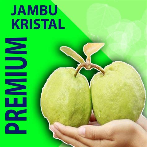 Jambu Kristal Unggul