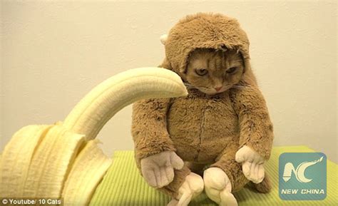 Die küche sieht aus wie sau. Lustige Sturm Bilder Katze