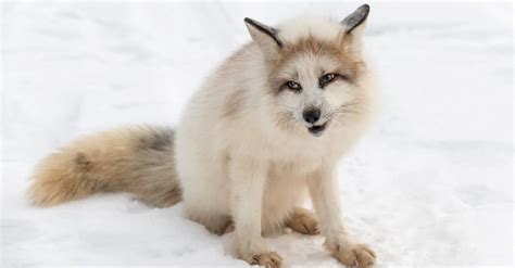 Marble Fox Animal Facts Vulpes Vulpes Az Animals