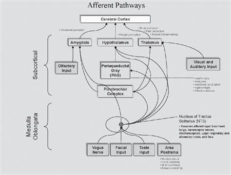 Afferent Pathways Schematic Diagram Showing The Major Afferent Inputs