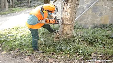 Cómo Talar Un árbol Con Motosierra Trabajos Forestales Y De