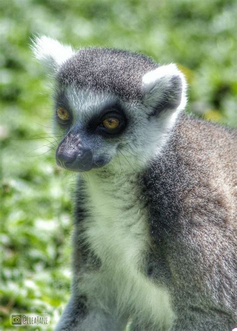 A Ring Tailed Lemur Miniature Ninja At Blackpool Zoo Flickr
