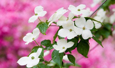 Maybe you would like to learn more about one of these? North Carolina State Flower - Dogwood Blossom | Flower ...