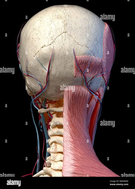 Skull Muscles Head Hi Res Stock Photography And Images Alamy