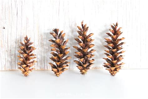 Eastern White Pine Cones Large Bulk Natural Etsy
