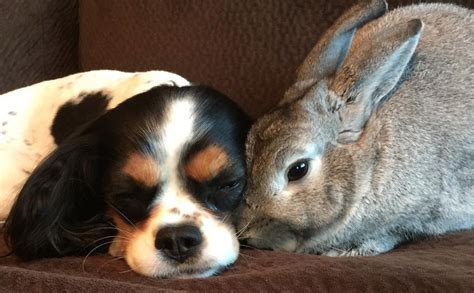 Bunny And Dog Are Adorable Unlikely Best Friends