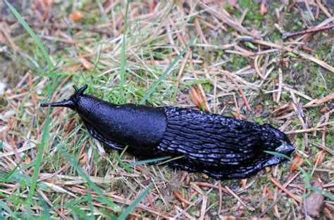 Guide To British Slugs And Snails How To Identify Common Species