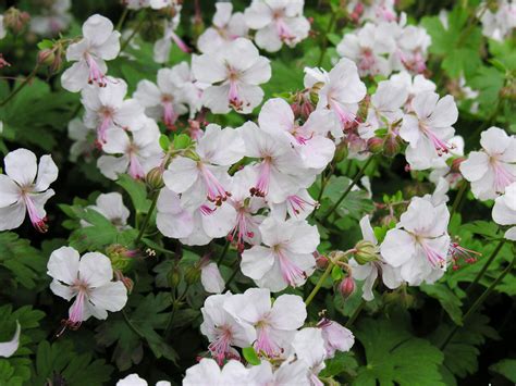 In addition to watering, which should be done deeply and once the soil begins to feel dry indoors or at least weekly outdoors (though potted plants may need daily watering in hot weather), fertilizing is usually necessary. Geranium macrorrhizum 'Album' kopen? Gratis bezorgd bij ...