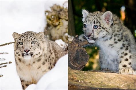 How Many Snow Leopards Are Left In The World Online Field Guide