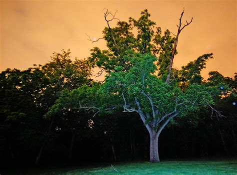 An illustration of a symbolic tree of two halves alive and green and dried and dead. Frankenstein Tree | Half alive, half dead. The tree ...