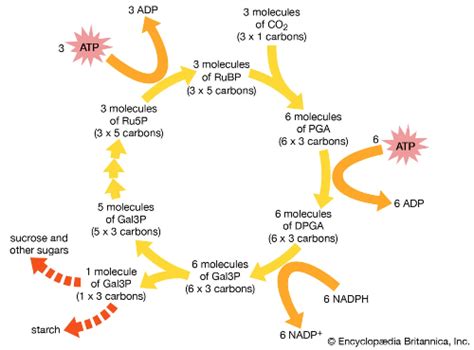Additionally, for photosynthesis, it is necessary plants. HKDSE Biology - Photochemical reactions and Carbon fixation - HKDSE Biology Photosynthesis ATP NADPH