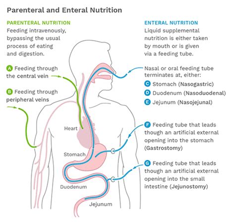 Feeding Methods Healthcare Nutrition Council