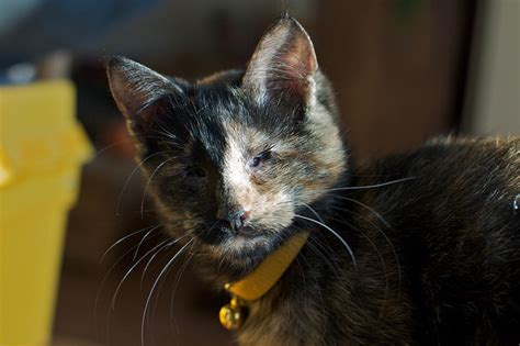 Homes needed 3 lovely special needs cats for adoption. Adopt a Special Needs Pet | Healthy Paws Pet Insurance