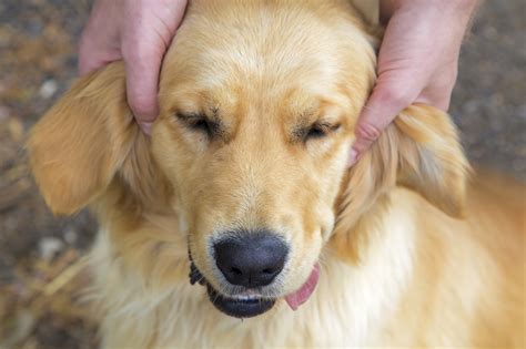 It is rarely diagnosed in cats. Ear Infections: Is Your Pet Prone to Chronic Ear Pain
