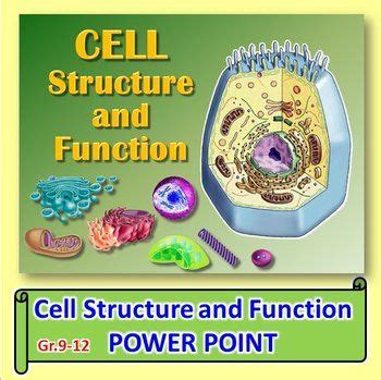 Cell Structure And Function PowerPoint