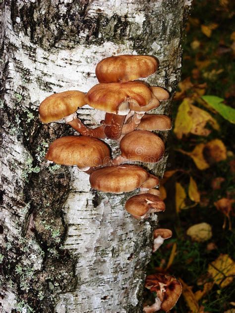 Mushrooms Birch Tree Stock Images Download 1418 Royalty