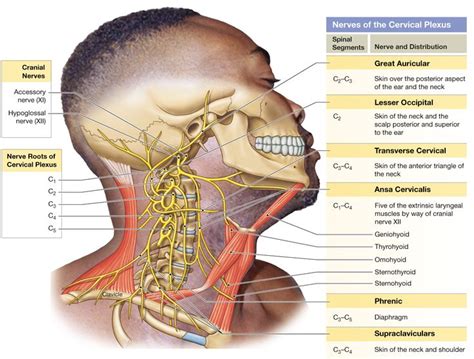 134 Spinal Nerves Extend To Form Peripheral Nerves Sometimes Forming