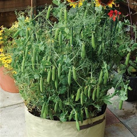18 Best Climbing And Vining Vegetables For Containers To Grow Vertically