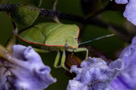Adult Green Stink Bug Stock Image Image Of Arthropoda 227439745
