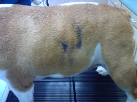 69 English Bulldog Seasonal Flank Alopecia Treatment Pic