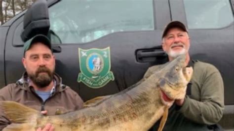 Fish trout fda are artificial fishing baits to allure fishes during fishing and work splendidly. 37-lb. trout caught by ice fisherman shatters state record