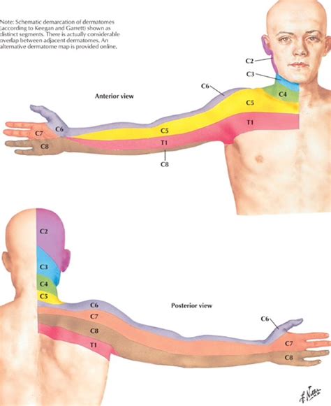 Dermatome Distribution For The Cervical Spine Netter Medical Anatomy Massage Therapy Human