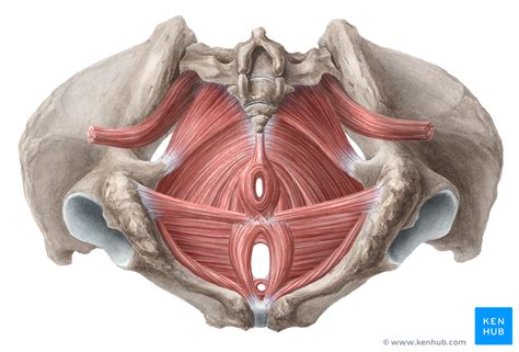 Involved early gray = muscle: Muscles of the Pelvic Floor - Anatomy and Function | Kenhub