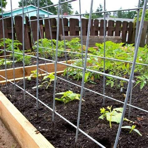 Galvanized Metal Cucumber Trellis With Large Grid Openings For Young