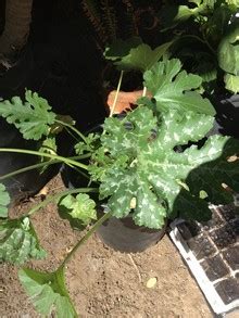 Each leaf is covered in small hairs, which may give the white spot a powdery look. Squash | White spots on zucchini leaves