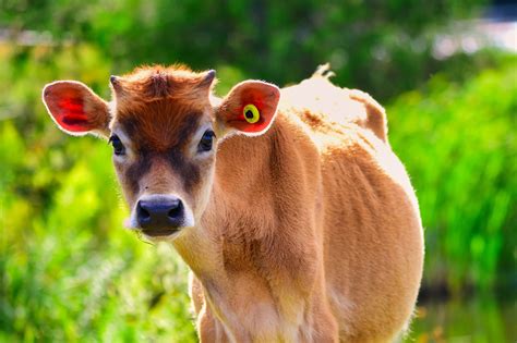 Calf Cow Cattle Free Photo On Pixabay Pixabay