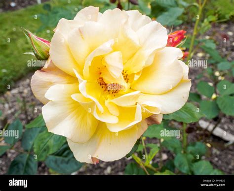 Flower And Buds Of The Rose Autumn Sunset A Productive And Vigorous