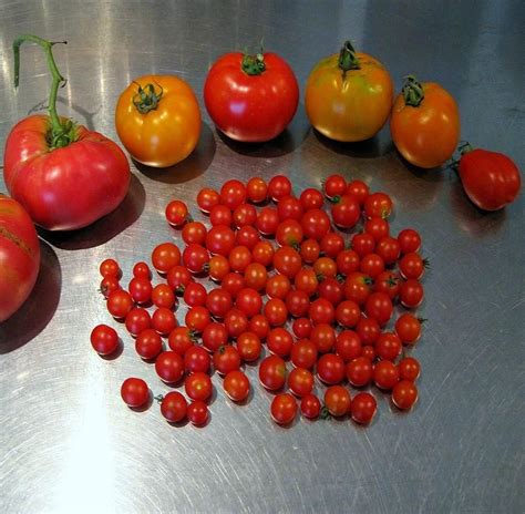 Pin On Grow Tomatoes Heirloom Tomatoes Info Etc