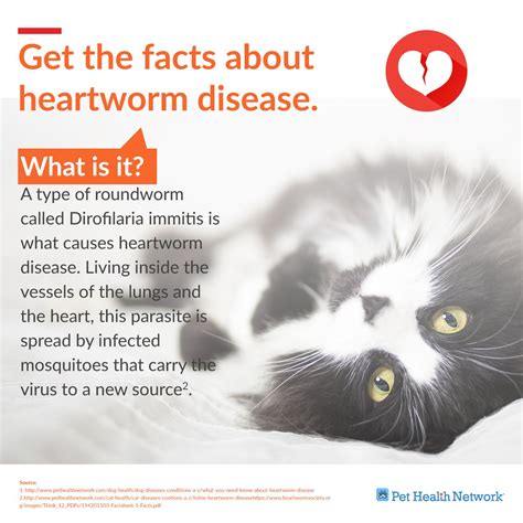 How Do You Know If Your Cat Has Heartworm Disease Telho