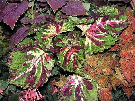 Buy Coleus Seed Kong Mosaic Exotic Foliage Online