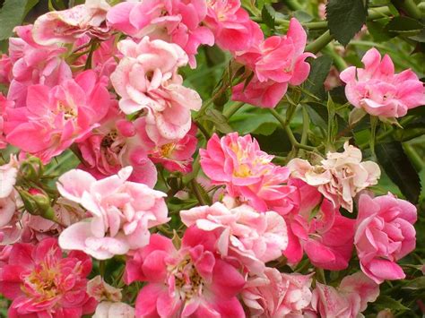 Pink Groundcover Roses Photograph By Margaret Newcomb Fine Art America