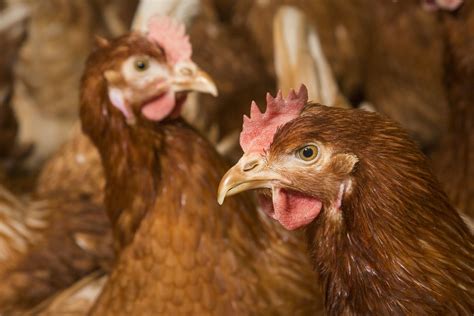 Morrisons To Bring Forward Cage Free Commitment Farmers Weekly