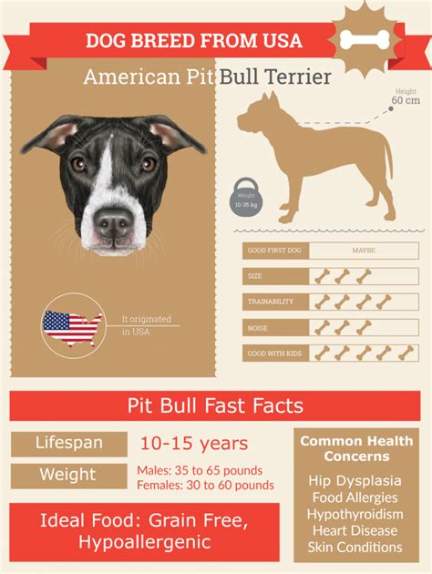Blue Nose Pitbull Lifespan Complete Health Guide Infographic