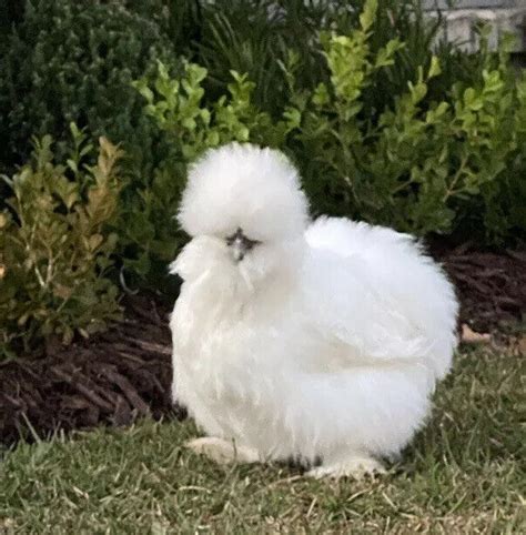 Sale Show Quality Silkie Chicken Fertile Hatching Eggs Bearded
