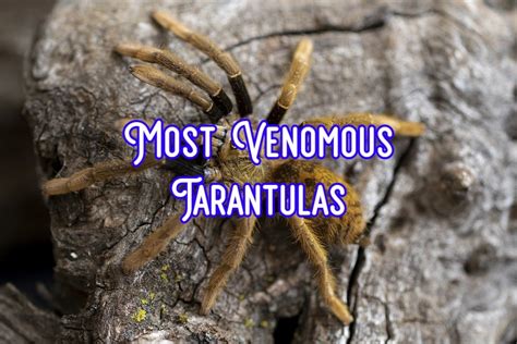 13 Most Venomous Tarantulas In The World