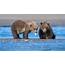 Grizzly Bears HD Animals Wallpapers  ID 52800