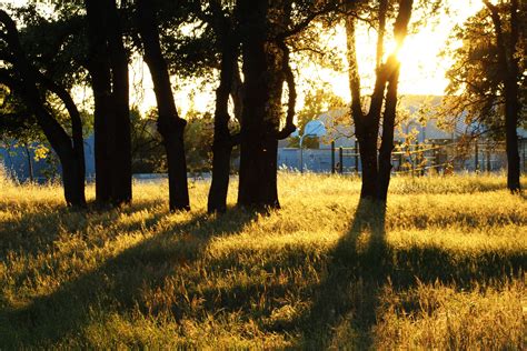 Sacramento, CA | Landscape, Country roads, Tree