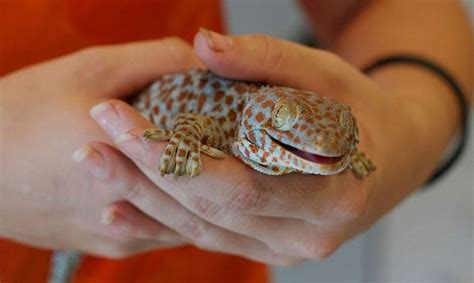 5 pet lizards for beginners · bearded dragon · crested gecko · leopard gecko · panther chameleons · uromastyx. 16 Best Pet Lizards for Beginners Looking for a Reptile ...