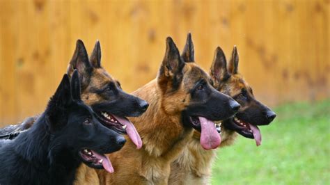 10 Noble Facts About German Shepherds Mental Floss