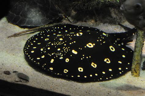 If you are not ready to commit enough before we talk about how big the tank should be for a single stingray to live comfortably, we need the process can get relatively violent but is entirely natural. Bigtooth river stingray - Wikipedia