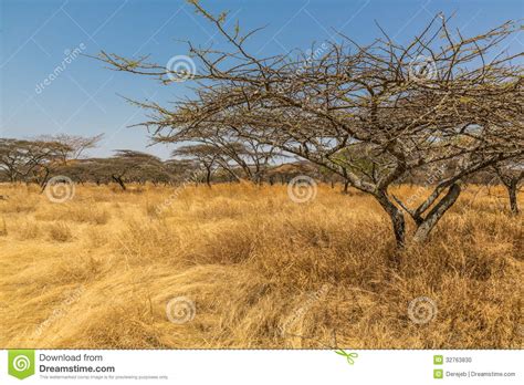 Sieh dir an, was katja (akazienbaum) auf pinterest, der weltweit größten sammlung von ideen, entdeckt hat. Akazienbaum stockfoto. Bild von landschaft, blau, heiß ...