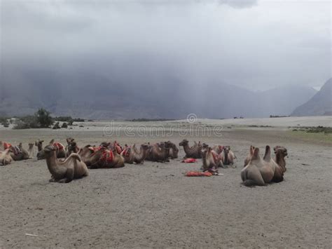 Many Double Humped Camels Resting In The White Desert Of Leh And Ladakh