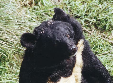 Moon Bear Rescued From Chinese Bear Bile Farms By Animals Flickr