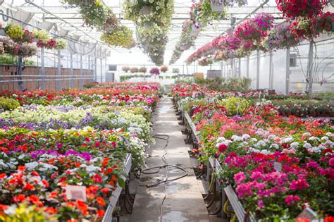 Flowers Growing In Plant Nursery Stock Photo Download Image Now Istock