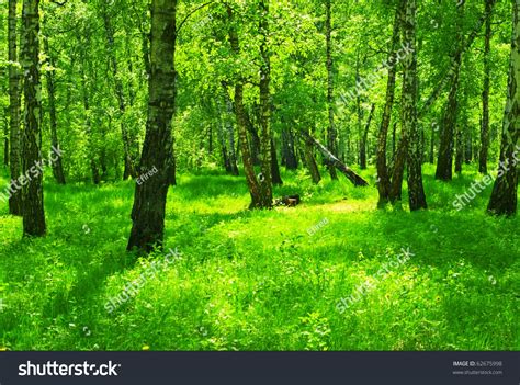 Summer Green Forest Birch Trees Stock Photo 62675998